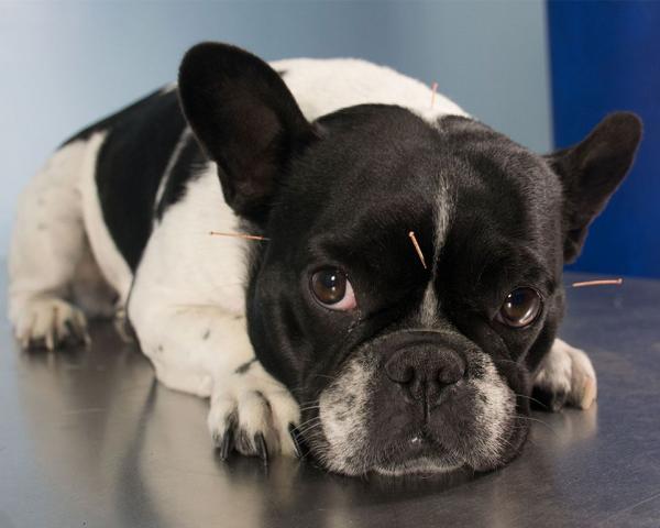 Hunde mit Akupunkturnadeln Hunde mit Akupunkturnadeln