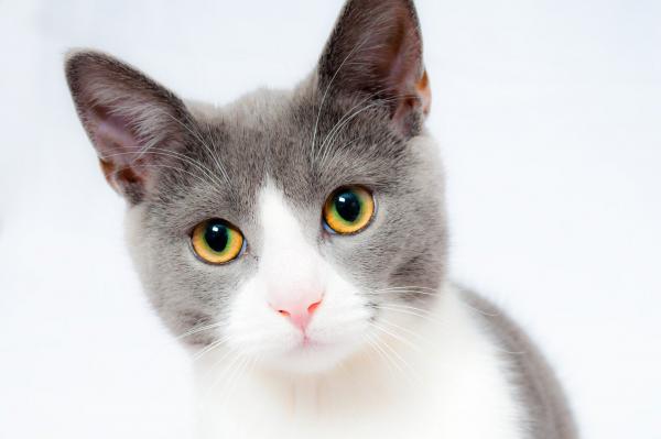 Bild von Katze