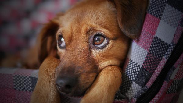 Trauriger Hund Trauriger Hund