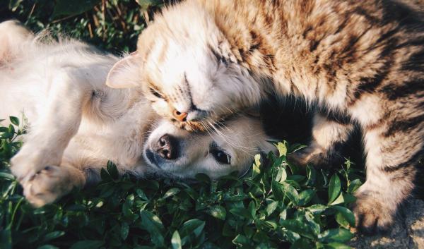 Katze und Hund liegend Katze und Hund liegend