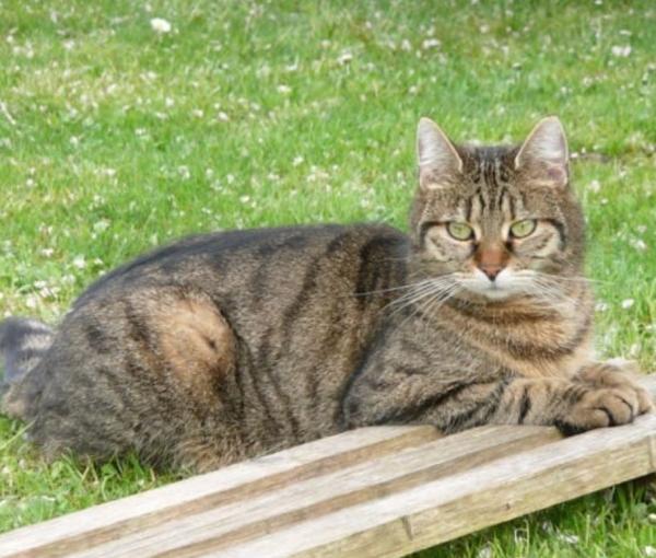 Katze_liegend