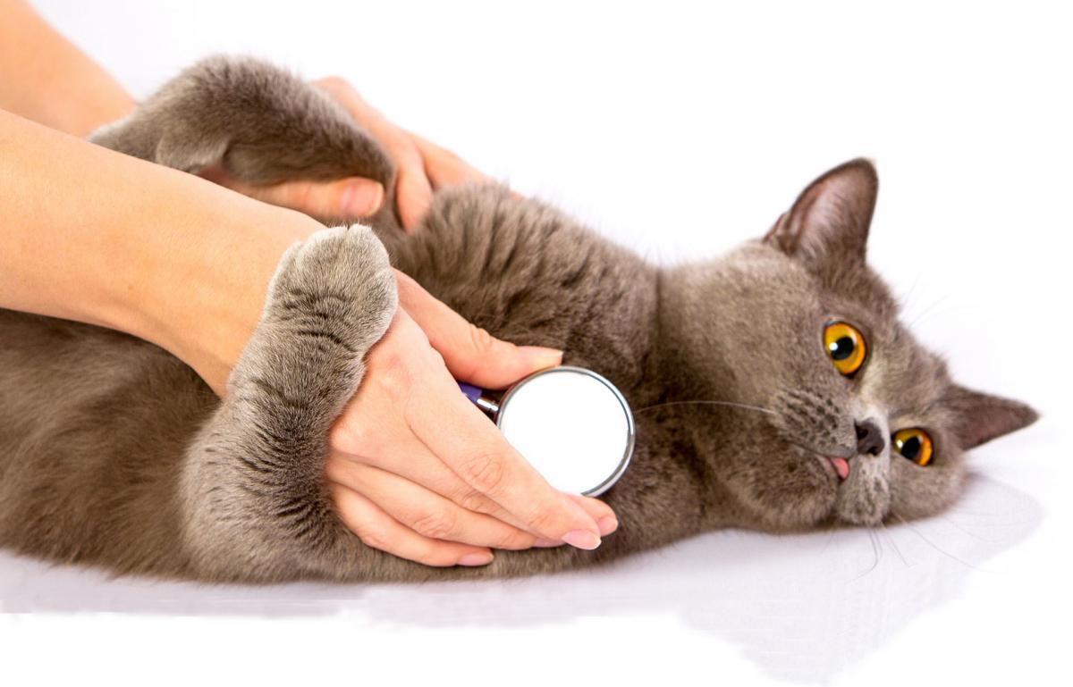 Mobile Tierheilpraxis - Katze bei der Untersuchung